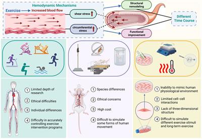 Advances in exercise-induced vascular adaptation: mechanisms, models, and methods